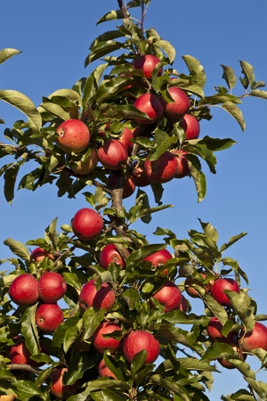 ripe apples on a tree branch against blue skyの写真素材