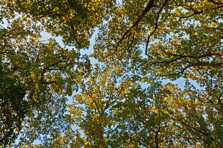 crown of trees with colorful leaves and blue sky