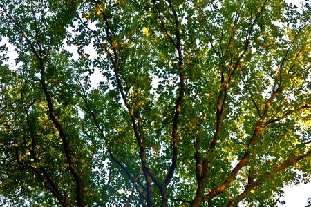 crown of trees with colorful leaves and blue sky