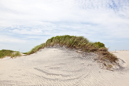 beautiful dune with grass at the sandy beach