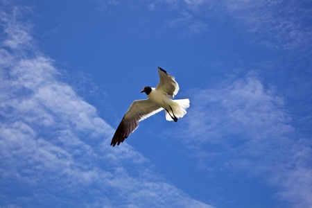 seagull is flyingの写真素材
