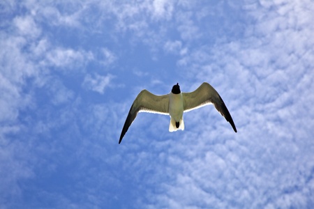 seagull is flyingの写真素材
