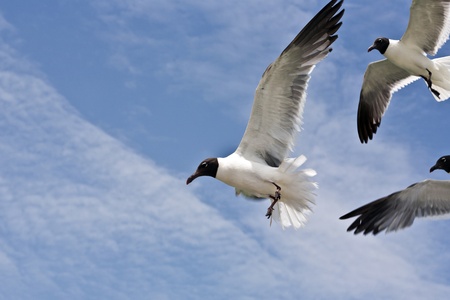 flying seagulls over the oceanの写真素材