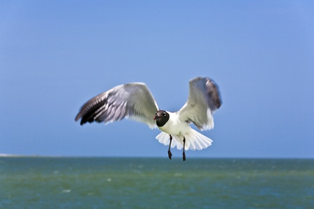 flying seagulls over the oceanの写真素材