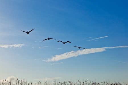 flock of pelicans in the airの写真素材
