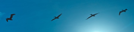 flock of pelicans in the airの写真素材