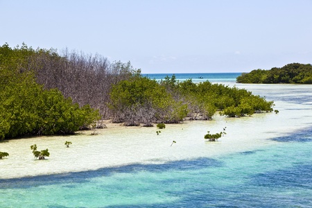 beautiful scenic beaches and clear water in the Keys with palmes and mangrovesの写真素材