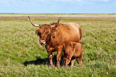 Galloway cattle standing in the meadow with his young calfの写真素材