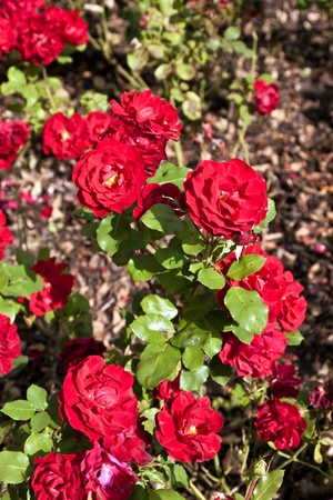 roses in the old castle of Eltvilleの写真素材