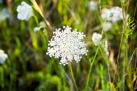 beautiful flowers in the meadowの写真素材