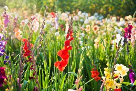 beautiful flowers in the meadowの写真素材