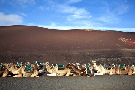 camels in volcanic area in Lanzaroteの写真素材