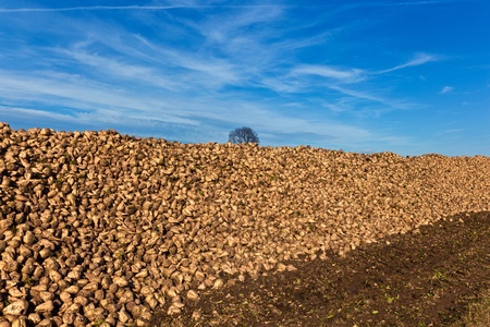 Pile of harvested beets against the blue  skyの写真素材
