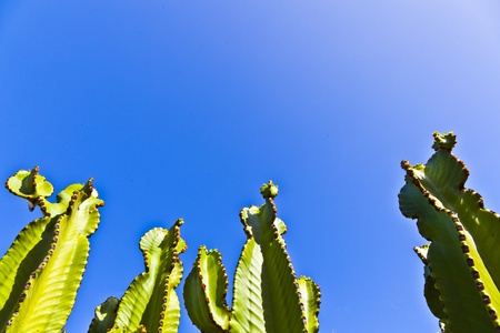 cactus with clear blue skyの写真素材