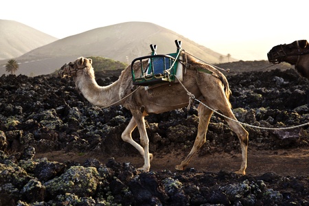 caravan of camels in sunset returning home in the stable at Timanfaya national parkの写真素材