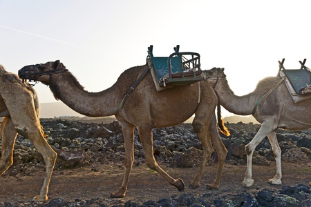 caravan of camels in sunset returning home in the stable at Timanfaya national parkの写真素材