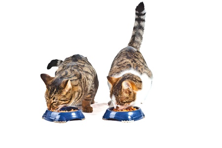 two hungry cats have their meal