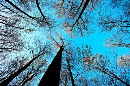crown of tree with blue skyの写真素材