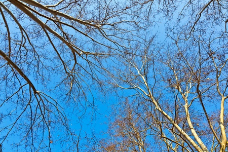 crown of plane tree with blue sky
