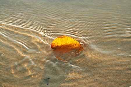 leaves on a sandy white beach in Koh Chang, Thailandの写真素材