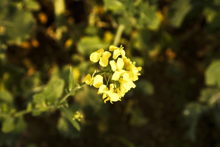 beautiful yellow rape field in spring
