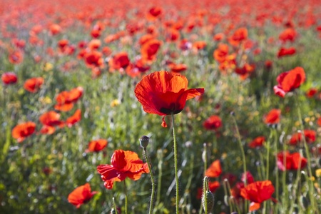 colorful red poppy flowers in the meadow in beautiful impressionistic lightの写真素材
