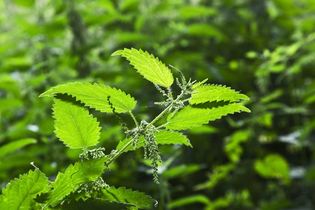 green stinging nettle in detailの写真素材