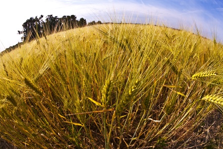 spica of wheat in corn fieldの写真素材