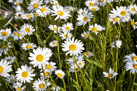 beautiful daisies in morning light with dew on leavesの写真素材