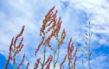 fresh green grass with wild flowers on the meadowの写真素材
