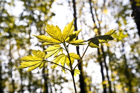 leaves of a tree in morning lightの写真素材
