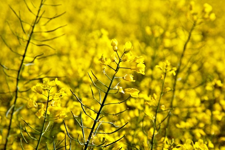 beautiful yellow rape field in spring