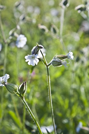 meadow with beautiful flowersの写真素材