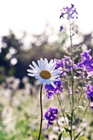 wild flower in meadow in morning lightの写真素材