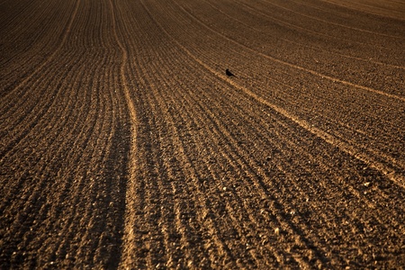 freshly ploughed acre in beautiful lightの写真素材