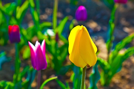 Spring field with blooming colorful tulipsの写真素材