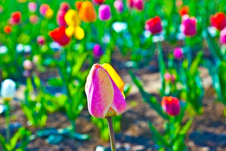 Spring field with blooming colorful tulips