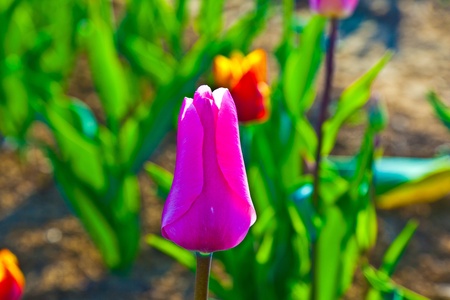 Spring field with blooming colorful tulips