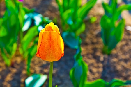 Spring field with blooming colorful tulipsの写真素材