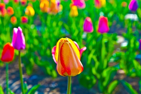 Spring field with blooming colorful tulipsの写真素材