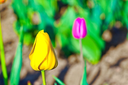 Spring field with blooming colorful tulipsの写真素材