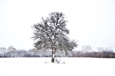 tree in winter with snow covered fieldsの写真素材