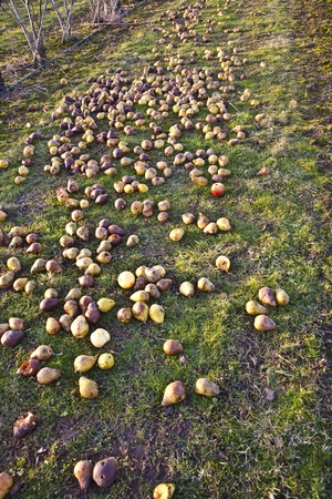 windfall fruits on the meadow at a fruit farmの写真素材