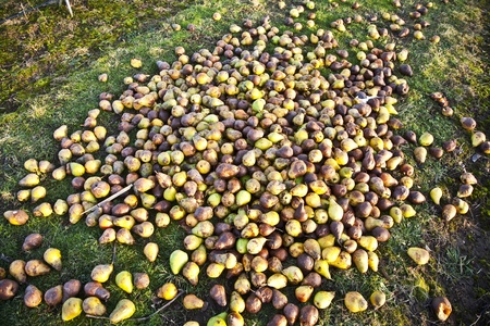 windfall fruits on the meadow at a fruit farmの写真素材
