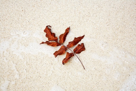 beautiful structured leaves at the beach arranged by nature in a harmonic wayの写真素材