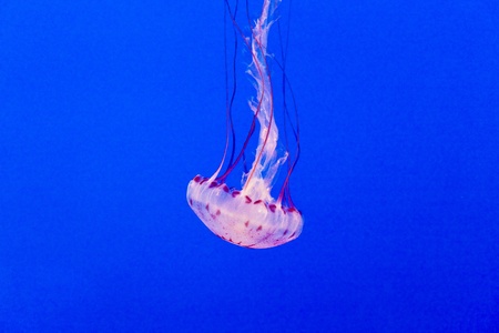 beautiful Jelly fishes in the aquarium with blue background, Monterrey, Californiaの写真素材