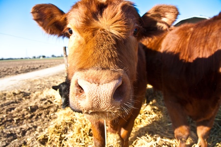 mouth of friendly cattle on straw with blue sky