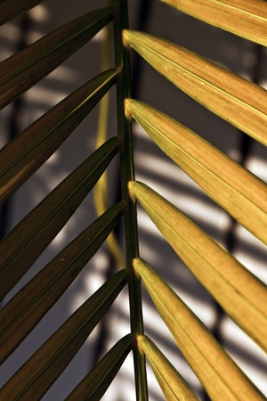 beautiful palm leaf texture in sunsetの写真素材