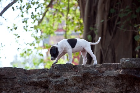 baby dogs in temple area Wat Phra Si Sanphet, Royal Palace in Ajutthaya