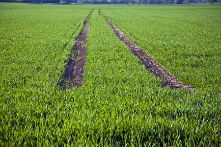 acre with green flowers in rows in beautiful light and skid marks